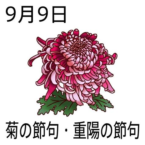 九菊|9月9日重陽（菊）の節句とは 菊を楽しむ意味と由来。